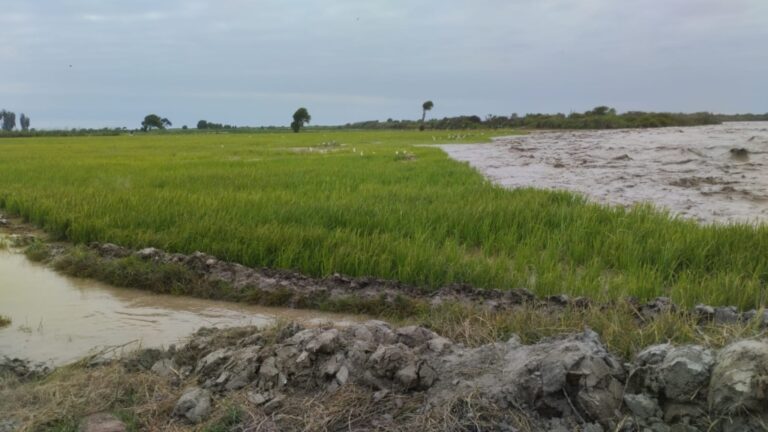 Nueva crecida del río afecta cultivos en el valle de Tambo