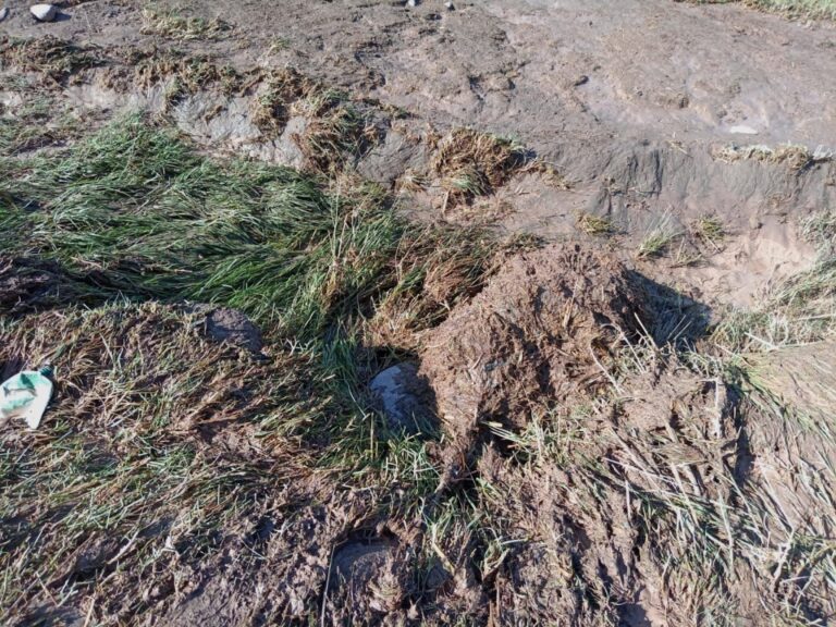 Cultivos destruidos y varios animales muertos tras el ingreso del río en Estuquiña