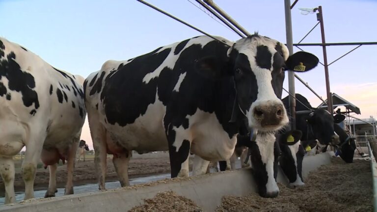 Situación de productores de ganado lechero en Islay se complica cada vez más