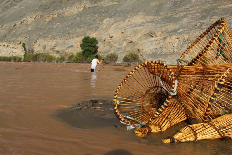 Incautan 500 kilos de camarón durante operativo contra la veda en el río Majes