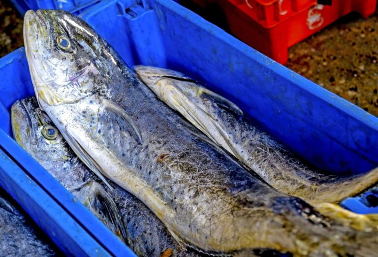 Establecen límite de captura del perico para temporada de pesca 2023-2024