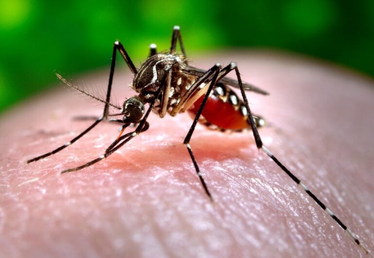 Confirman primer caso originario de dengue en Islay