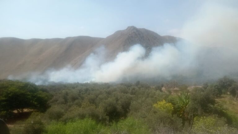 Nuevo incendio forestal se registró en el valle de Ilo