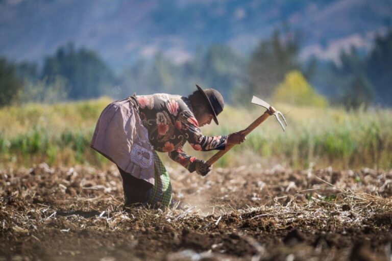 Arequipa: agricultores de maca serán indemnizados por daños en sus cultivos