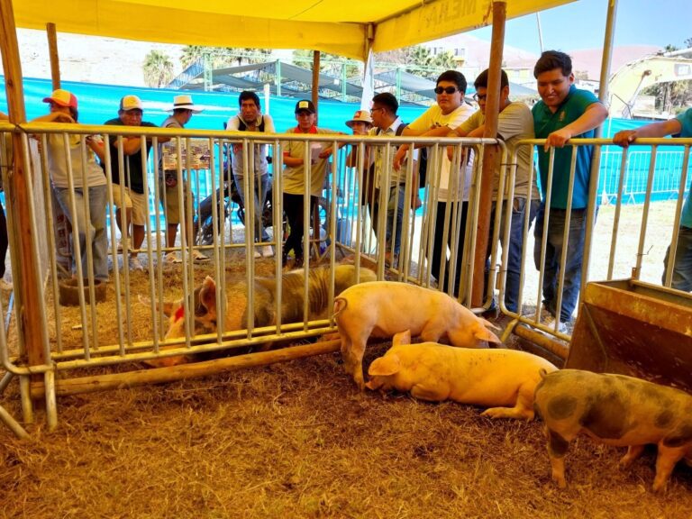 Realizan Festival del Porcino en Chucarapi