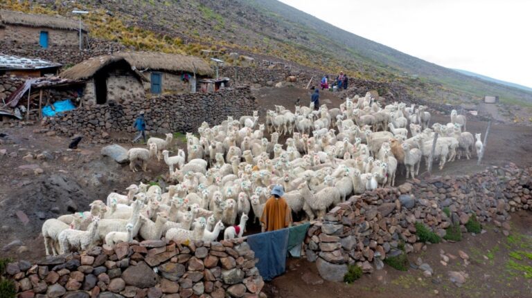 Southern Perú desarrolla campaña para desparasitar 4000 camélidos en zona alta de Moquegua