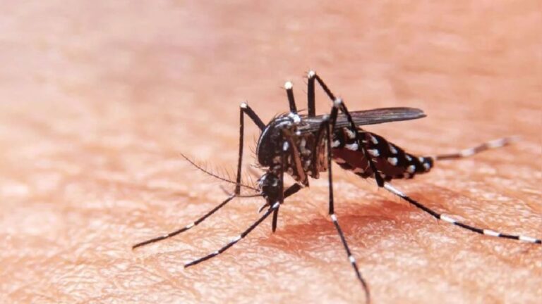 Dengue en Cocachacra: alcalde convoca a comité multisectorial para coordinaciones