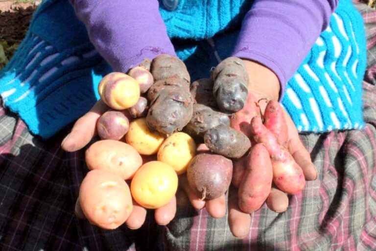 Día de la papa: celebrando el cultivo emblemático del Perú