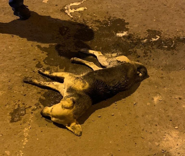 Denuncian envenenamiento de perritos en el centro de Mollendo