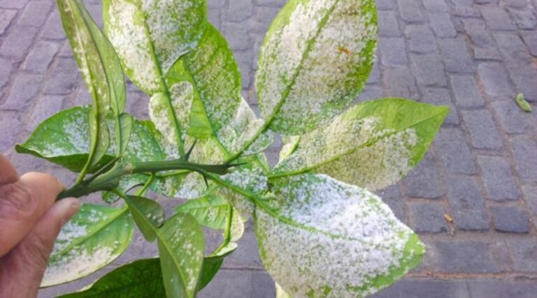 Realizan fumigación contra la mosca blanca en plaza Bolognesi de Mollendo