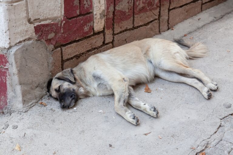 Las mascotas no son de la calle