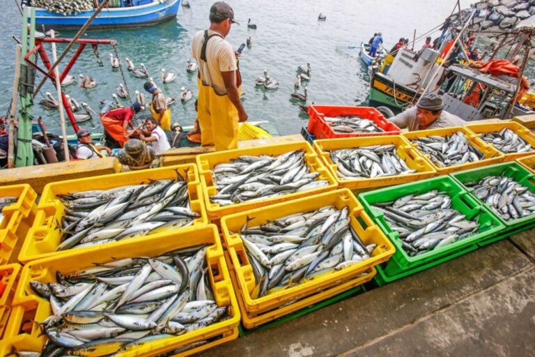 En Mollendo: hoy desarrollan mesa técnica de trabajo sobre nueva Ley de Pesca