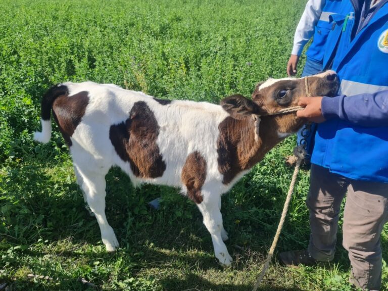 Municipalidad de San Antonio realiza monitoreo de crías nacidas por inseminación artificial