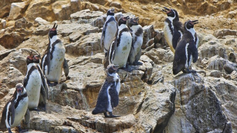 Período reproductivo del pingüino de Humboldt tiene lugar en Punta Coles