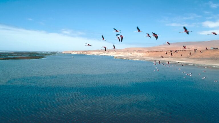 Southern Perú reafirma compromiso con preservación de los humedales de Ite en el Día Mundial de las Aves Migratorias