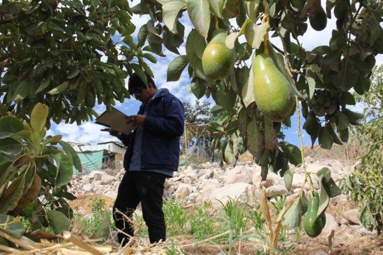 Moquegua: reducida área cultivable