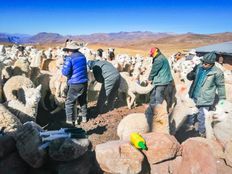 Lanzan campaña para proteger ganado de comunidades campesinas de Moquegua