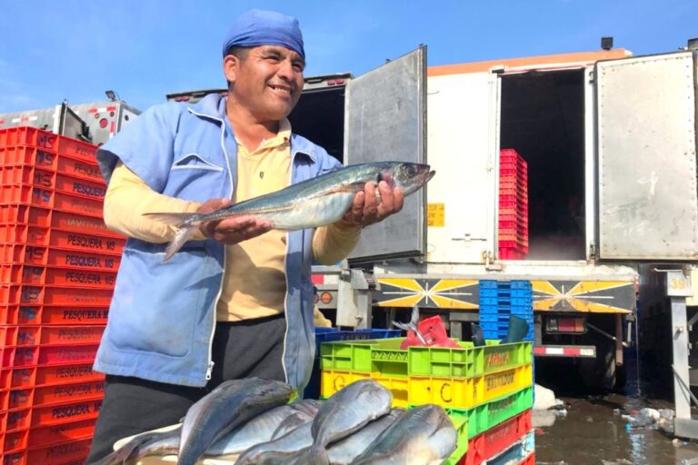 Ilo: Culminan actividades extractivas de los recursos jurel y bonito