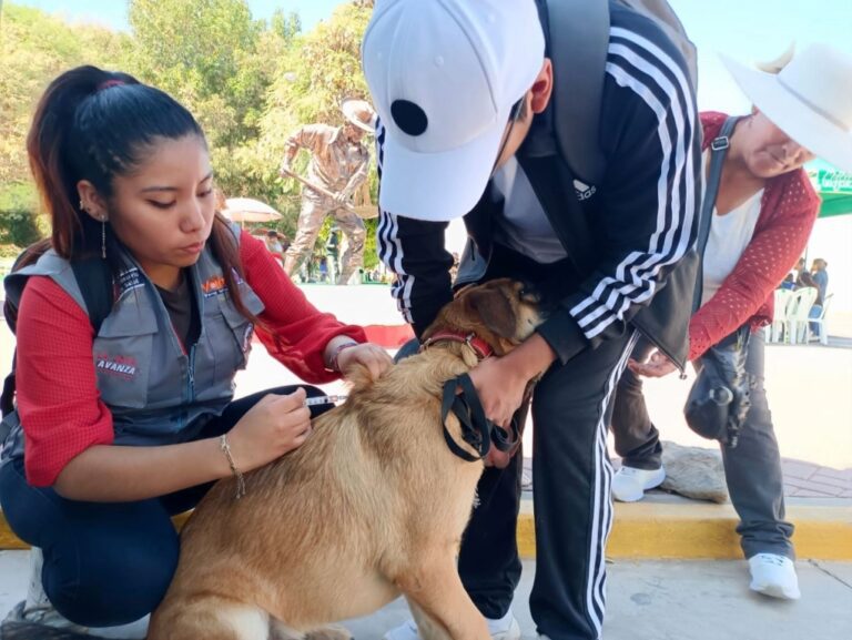 Precampaña de vacunación canina en Pampa Inalámbrica