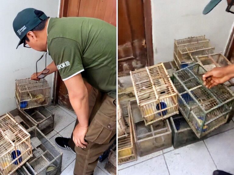 Intervención policial en Mollendo por tenencia ilegal de «cholloncos»