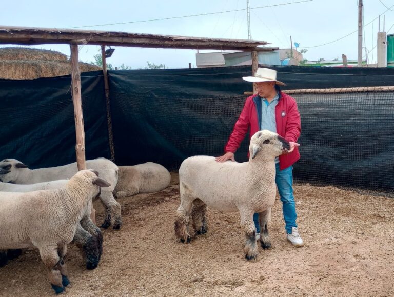 Pasantía especializada de Southern Perú potencia conocimientos de criadores de ovinos en Torata
