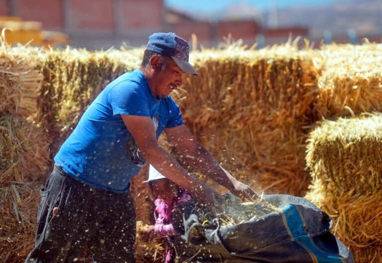 Southern Perú entrega toneladas de forraje para apoyar a ganaderos de Candarave durante el friaje
