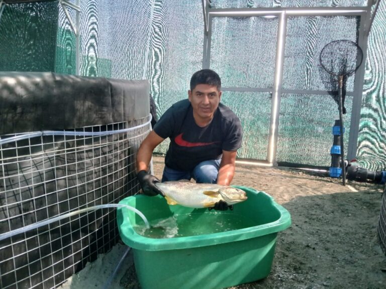 Llevan a cabo el proyecto cultivo de corvina en el puerto de Ilo
