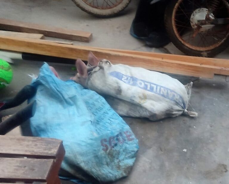 Serenazgo de Punta de Bombón encontró cuatro cerdos atados en la calle