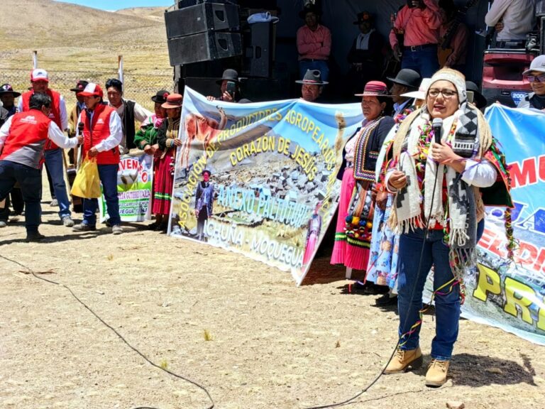 Con más de S/ 21 millones, GORE Moquegua lanza proyecto para mejorar la crianza de camélidos sudamericanos