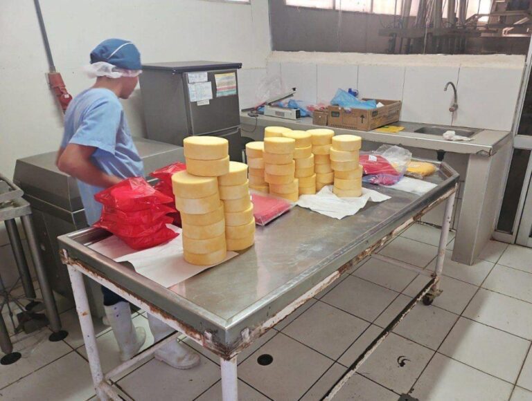 Queso Paria: 840 ganaderos de Arequipa proveerán lácteos a QaliWarma