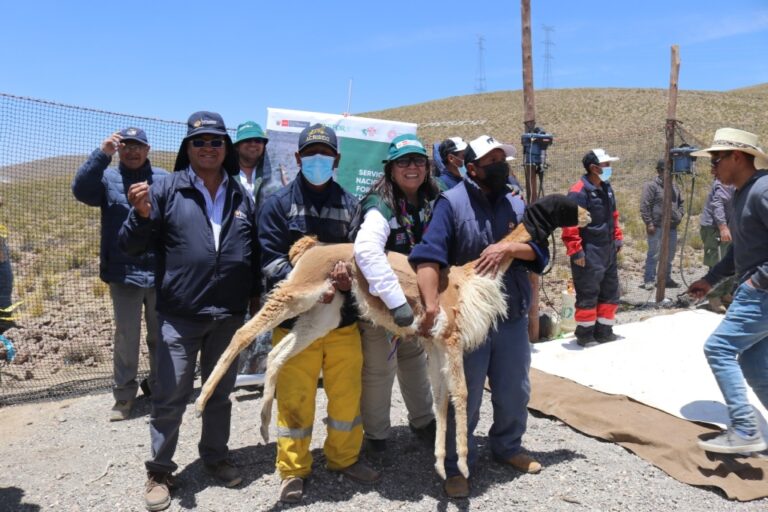 Serfor promueve manejo sostenible de vicuñas en chaccu ‘Alpaca Fiesta 2024’