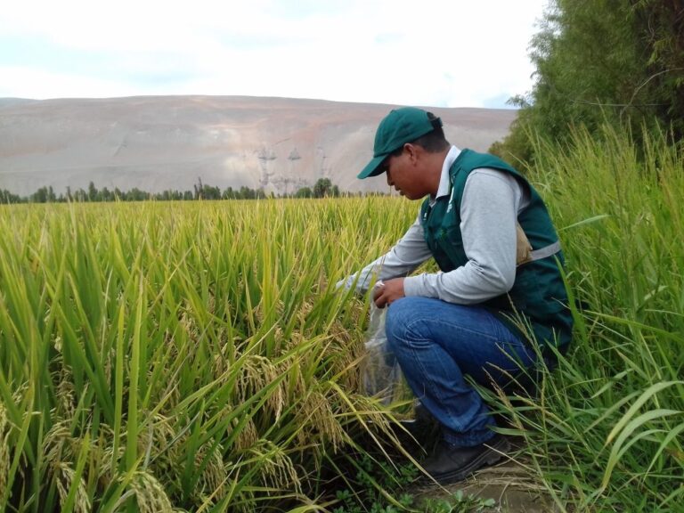 Agricultores de Tambo se capacitan en control biológico de plagas