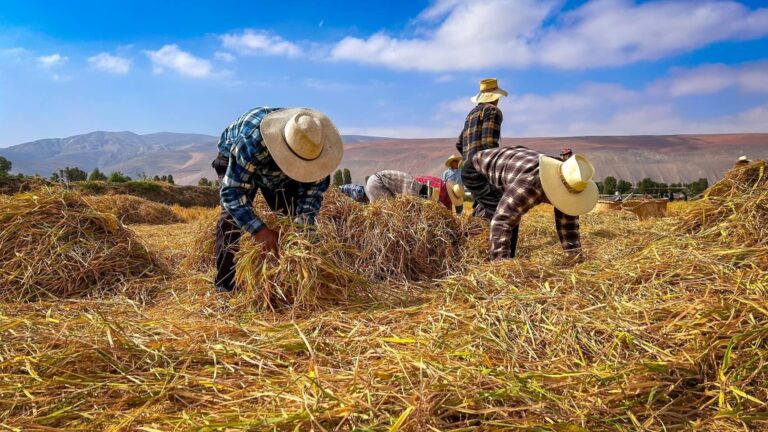Declaran al “Festival de la Cosecha del Arroz” de Cocachacra de interés turístico regional