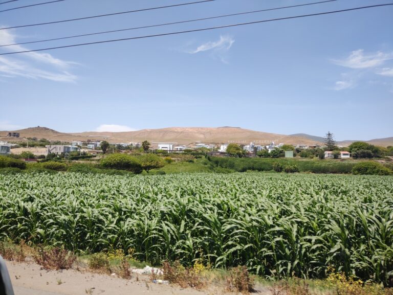 Agricultores y ganaderos punteños conocerán beneficios del programa Agroideas