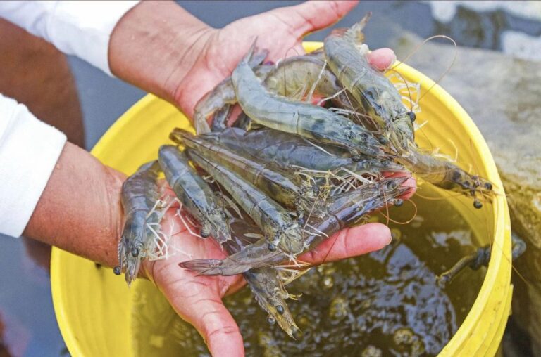 Postergan realización de Festival del Camarón en Omate