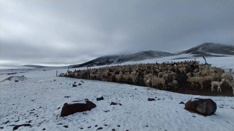 Tragedia en Humalso: Intensas nevadas matan decenas de alpacas