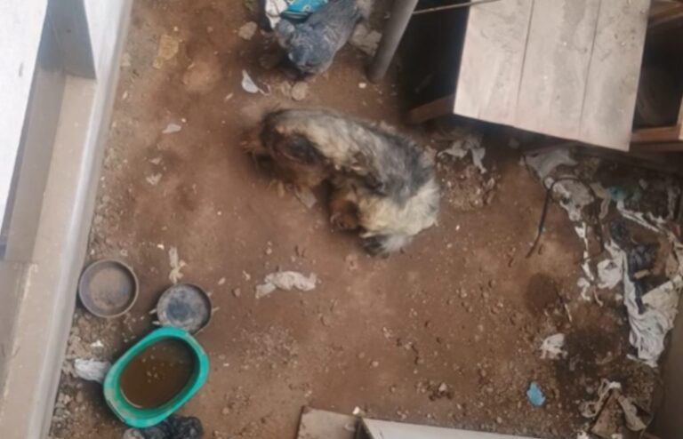Denuncian a mujer por maltrato a perrita en Paucarpata
