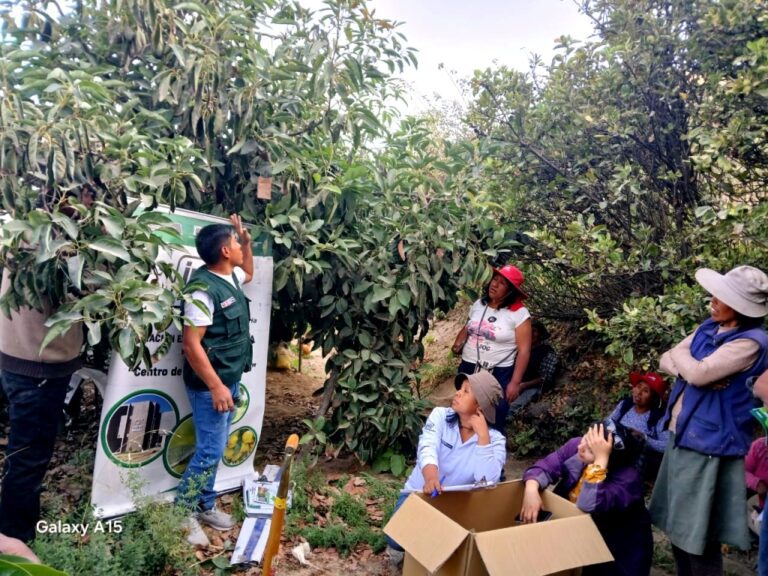 Moquegua: Midagri reduce en 50% pérdidas de cultivos de palto y lima 