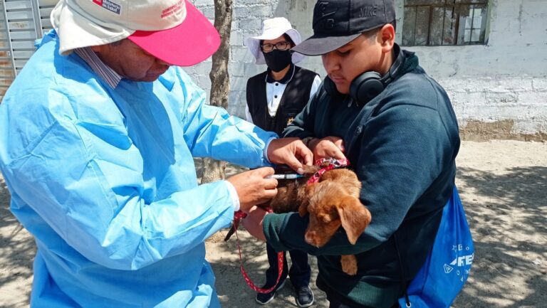 Primer caso de rabia canina del 2025 en Paucarpata activa alerta sanitaria