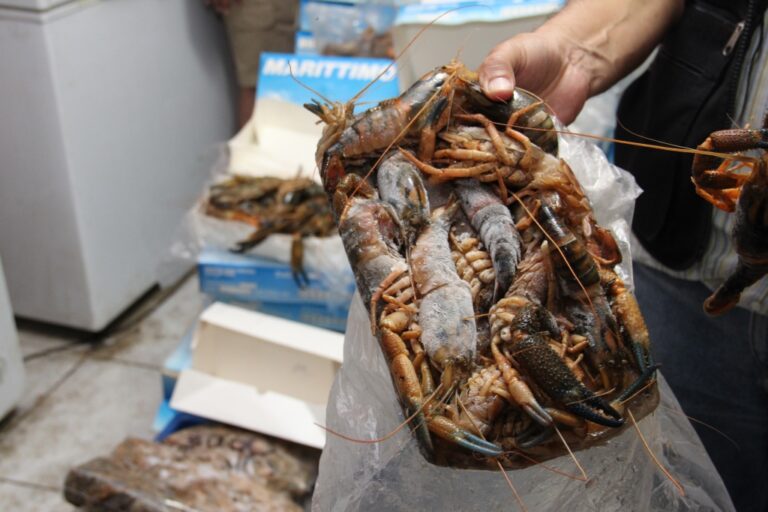 Cocachacra: Preocupación por incumplimiento de veda del camarón