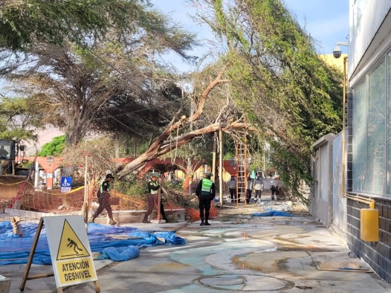 Árbol cae en el malecón costero de Ilo: no hubo daños ni heridos