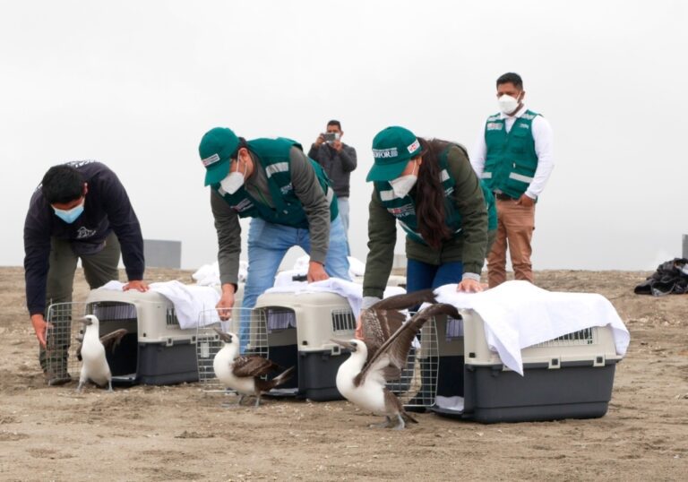 Arequipa se integra a GEOSERFOR para optimizar la gestión forestal