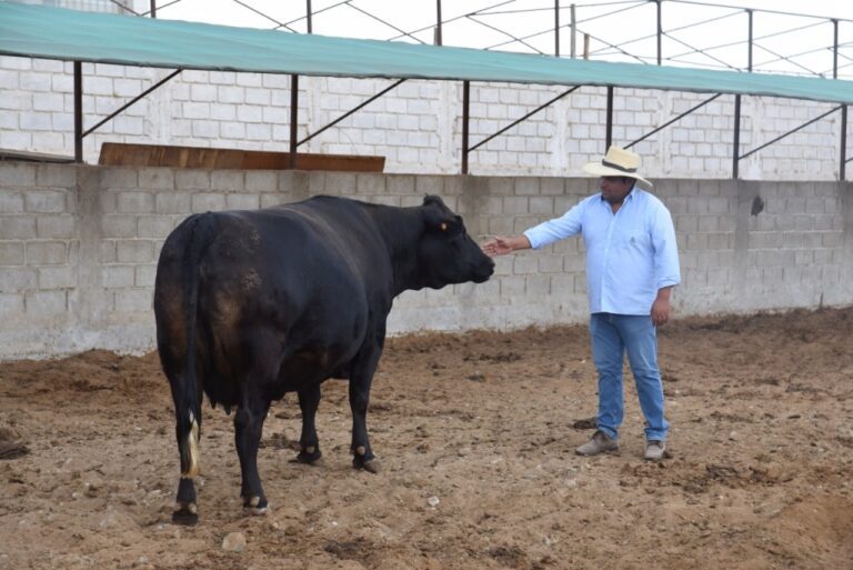 Arequipa apuesta por la carne premium: Crían ganado Wagyu en Majes