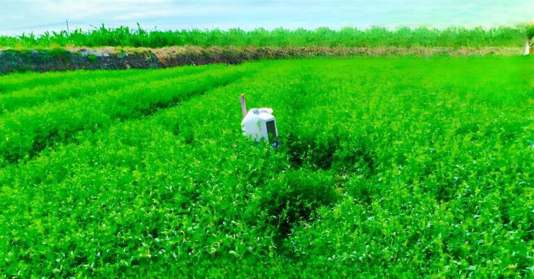 Promueven feromonas para controlar plagas en cultivos de alfalfa en Mejía