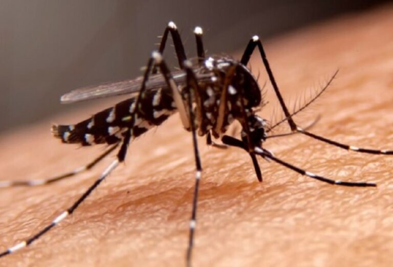 Moquegua, la única región sin dengue en el país