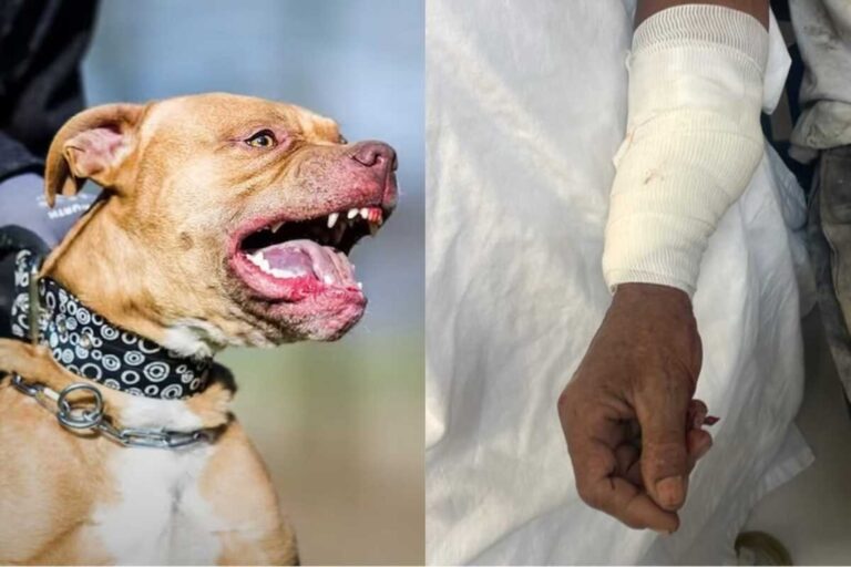 Alertan sobre razas de perros peligrosos y la responsabilidad de dueños