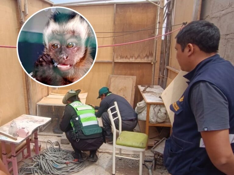 Rescatan a mono machín negro que era mantenido como mascota en Ilo