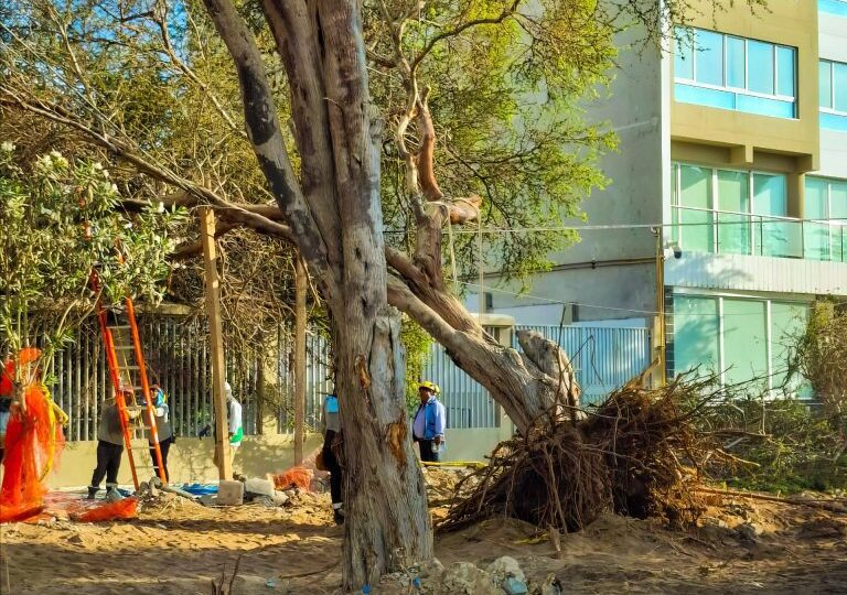 Jency Caviedes: “Varios árboles en la ciudad representan un peligro”