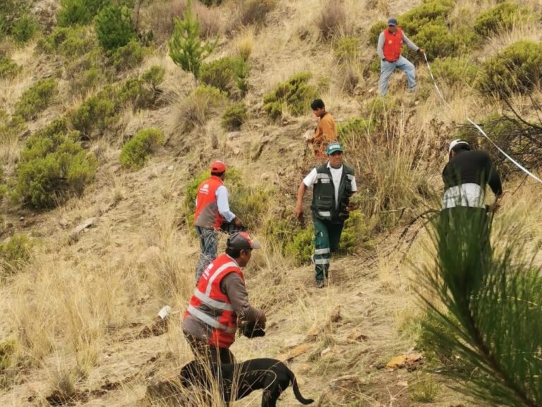 Moquegua: Serfor concluye con instalación de mil plantones de queñua en Ataspaya