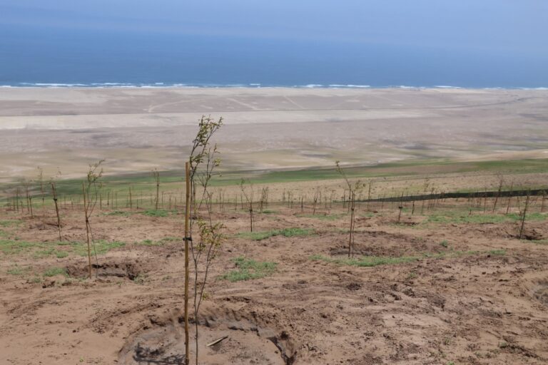 Lomas de Ilo se lleva el 51% del PERPG: ¿Es un elefante blanco?